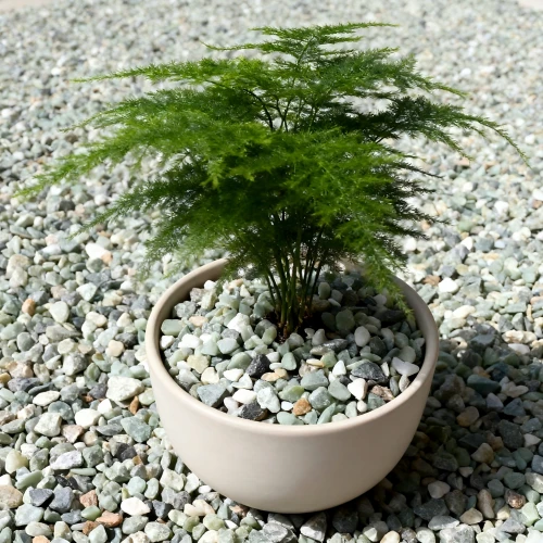 product-500-500